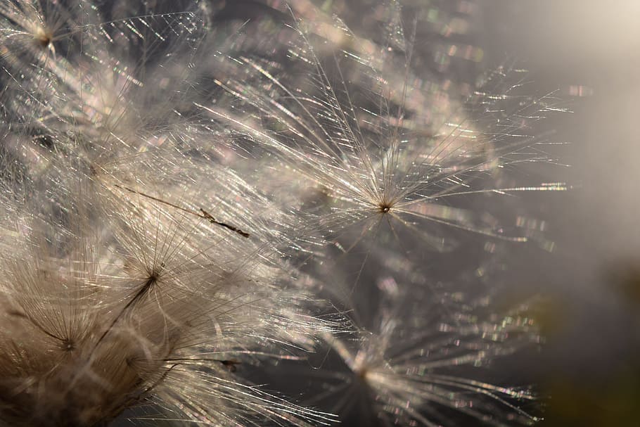 flying seeds, back light, wind, sunshine, close, ease, tender HD wallpaper