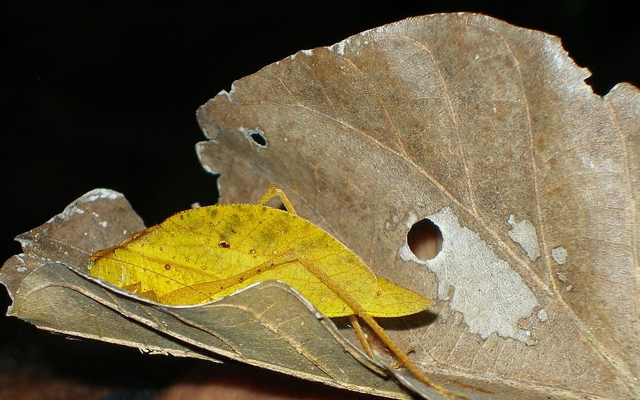 Leaf Insect, Nature, Wildlife, Bug, natural, yellow, one animal HD wallpaper