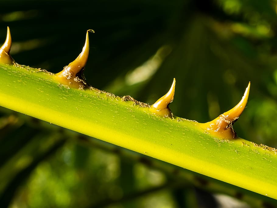 palm branch, thorns, spur, green color, close-up, plant part HD wallpaper