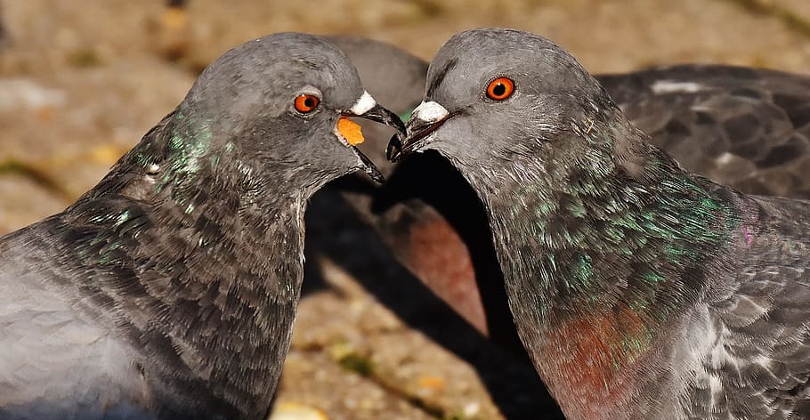 two gray pigeons at daytime, city pigeons, pair, couple, food, HD wallpaper