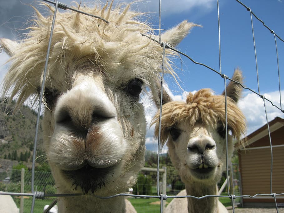 alpacas, animals, head, animal themes, mammal, livestock, group of animals HD wallpaper