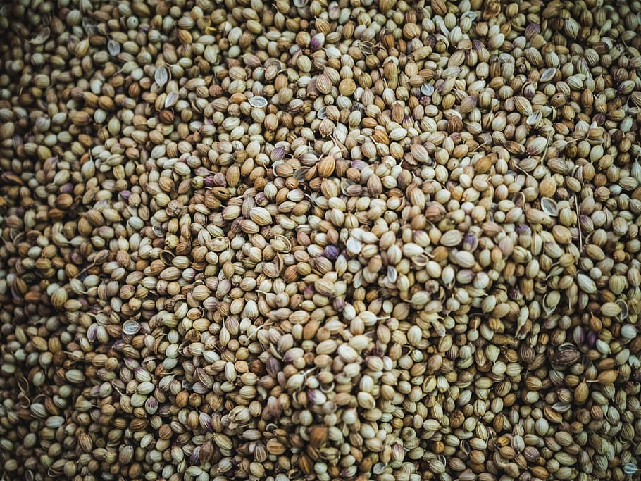 brown beans, nuts, seeds, fill the frame, nature, abundance, full frame, HD wallpaper