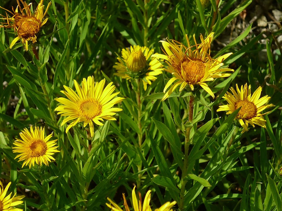 Sun Hat, Nature, Flowers, Yellow, smaller flowers, small plant, HD wallpaper