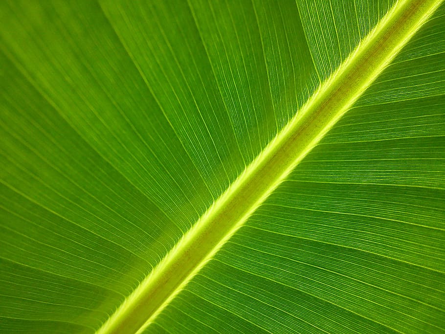 untitled, banana tree, garden, leaf, green color, plant part HD wallpaper