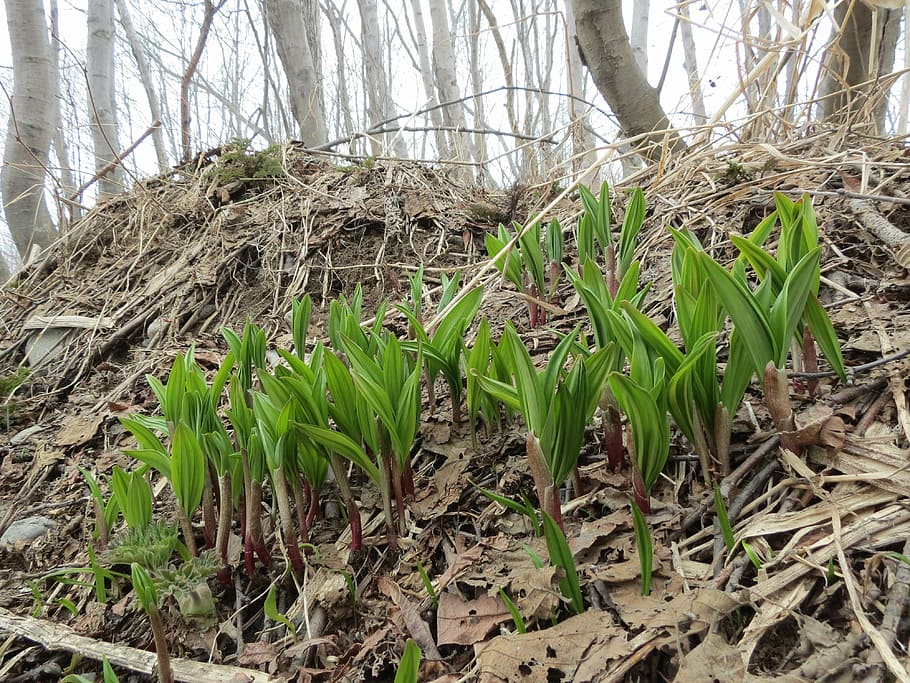 Ramsons, Wild Garlic, Greens, Vitamins, spring, wild plants HD wallpaper