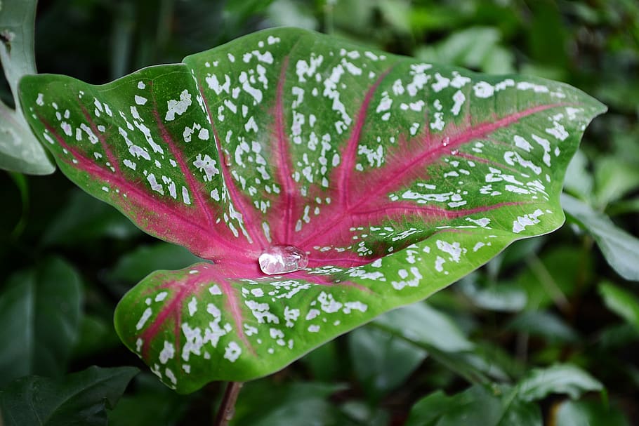 rain drop, water, water drop, leaf, water on leaf, clear, pure HD wallpaper