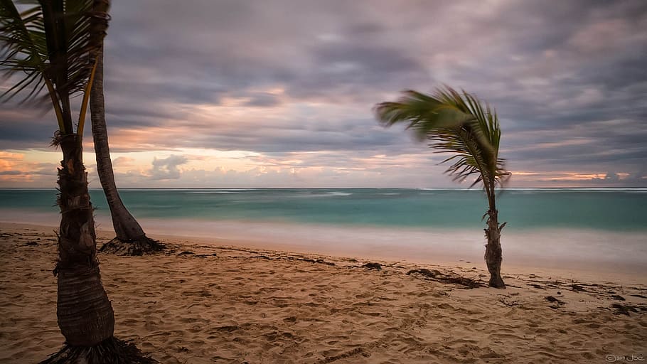 Green Palm Tree Near Body of Water, beach, coconut trees, idyllic, HD wallpaper