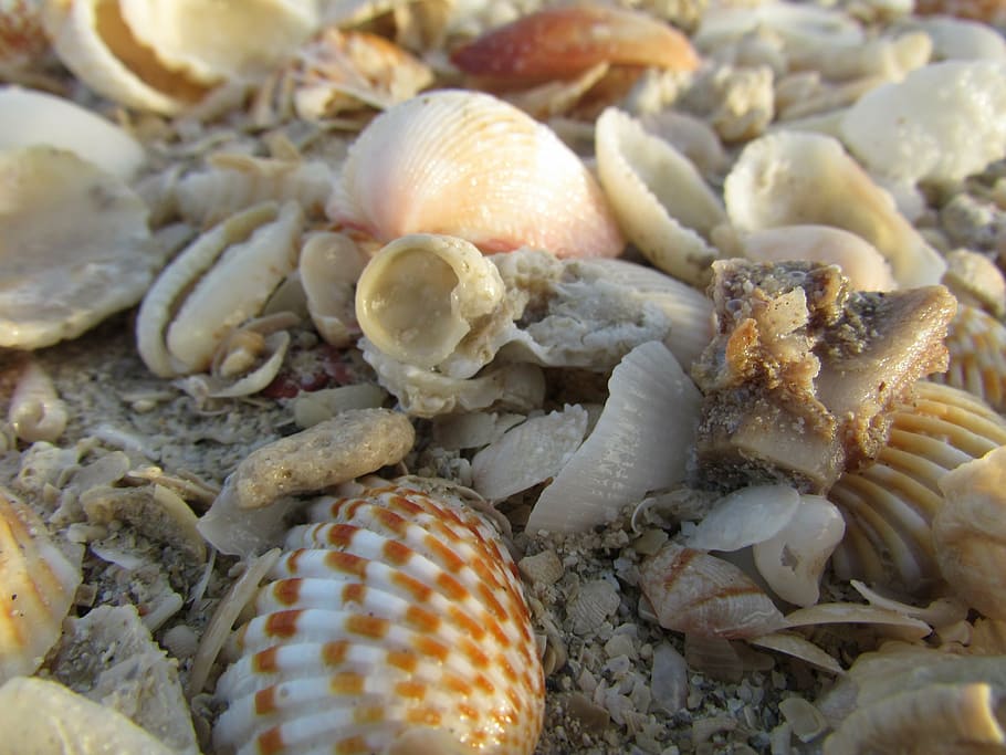 sea, sea shells, seashell, beach, ocean, coast, seashore, close-up HD wallpaper
