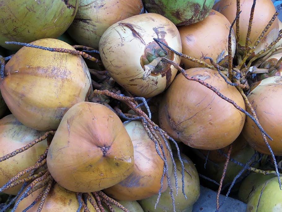 Coconut, Fruit, Hulls, Nuts, Power, Food, brown, vegetable HD wallpaper