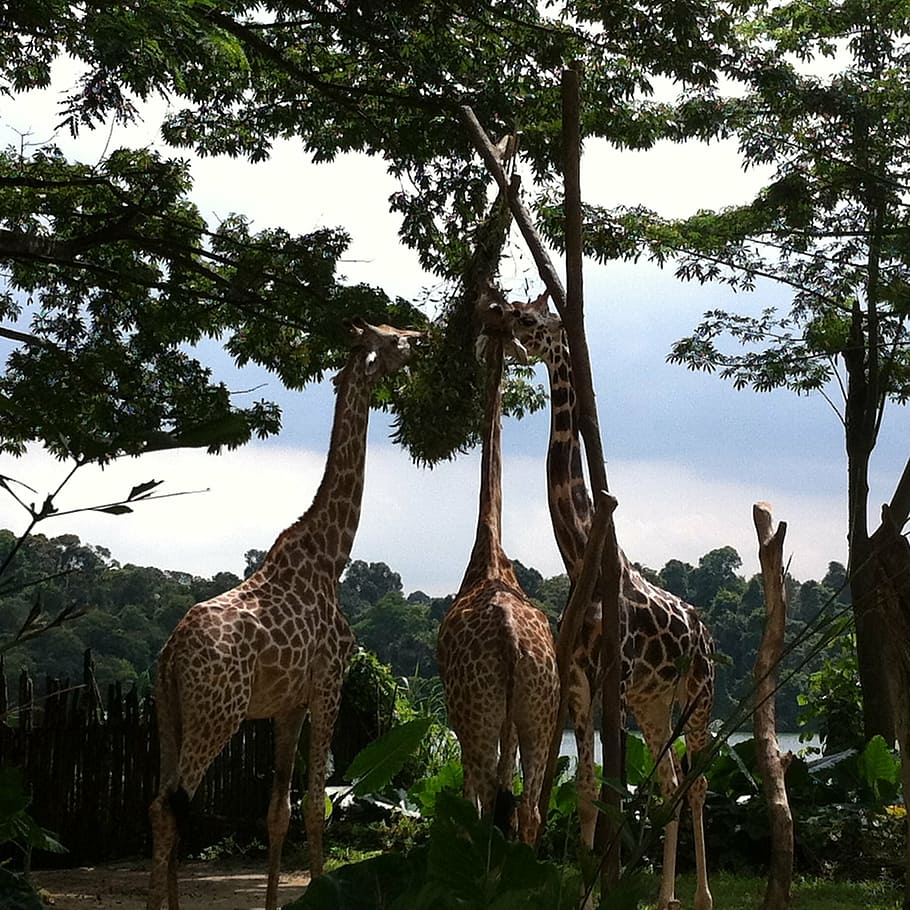 zoo, giraffes, trees, africa, nature, wildlife, safari Animals HD wallpaper