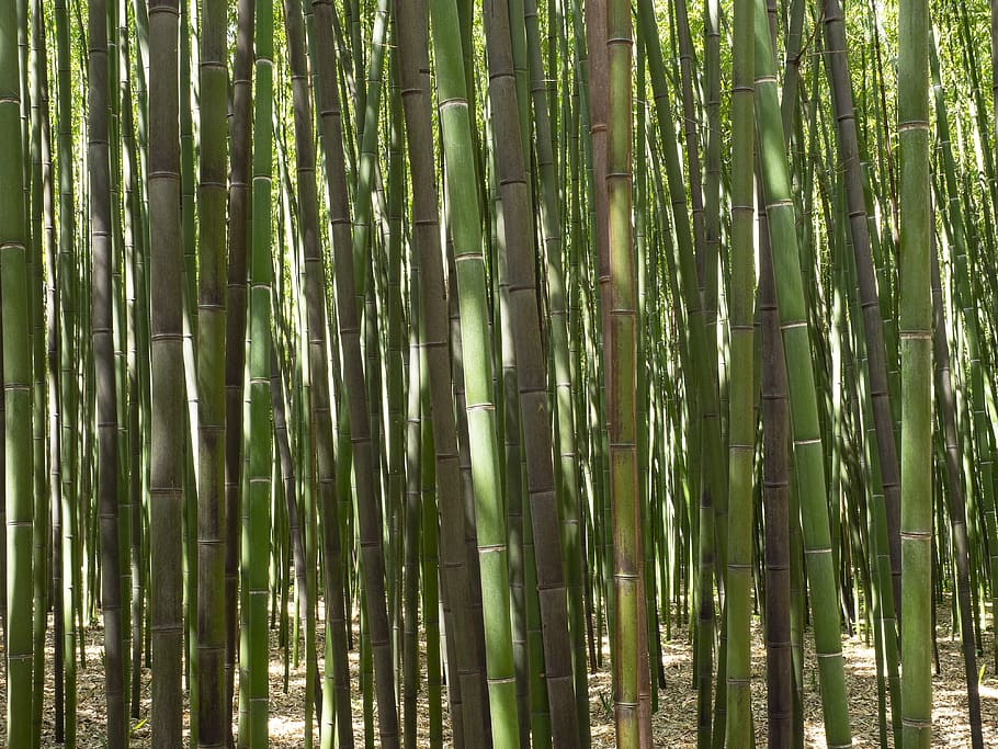 bamboo, forest, plants, trees, nature, green, phyllostachys HD wallpaper