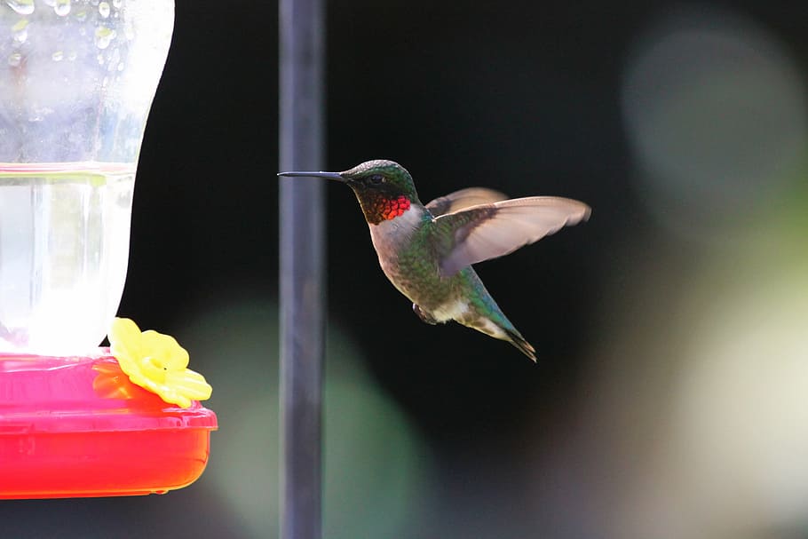 green kingfisher near red and clear plastic feeder, bird, blue HD wallpaper