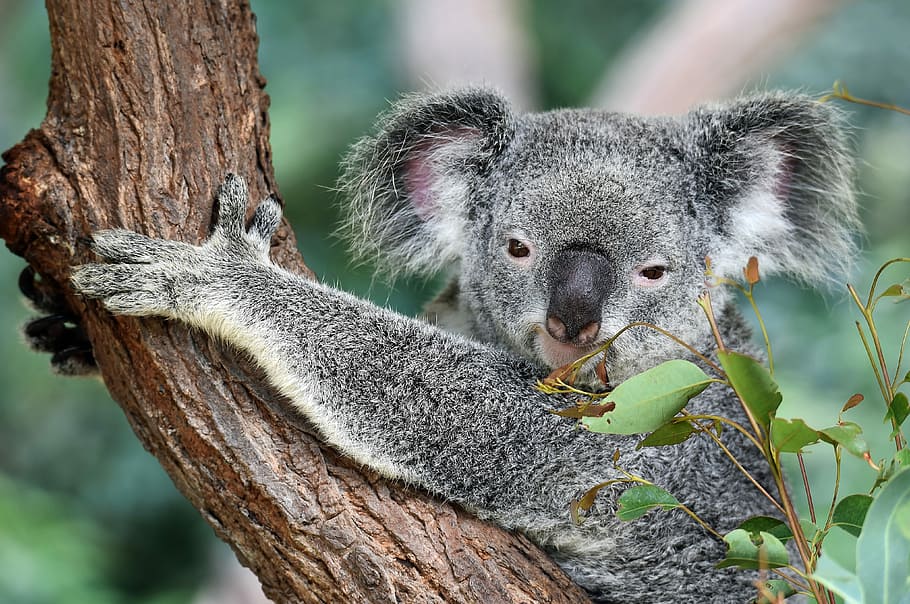 HD wallpaper: Animal, Koala, Australia, Koala Bear, Mammal, Marsupial ...