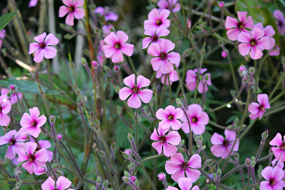 geranium flowers, bloom, blossom, purple, garden, beautiful HD wallpaper