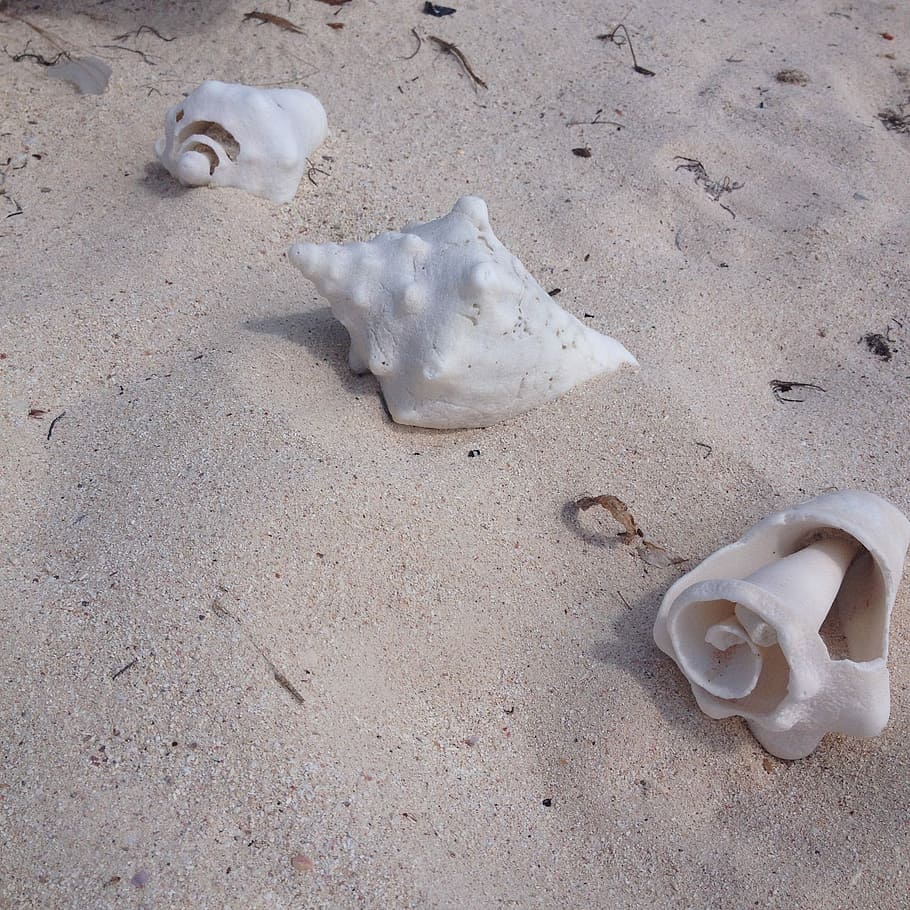 Conch Shells, Beach, Ocean, Sand, no people, close-up, day HD wallpaper
