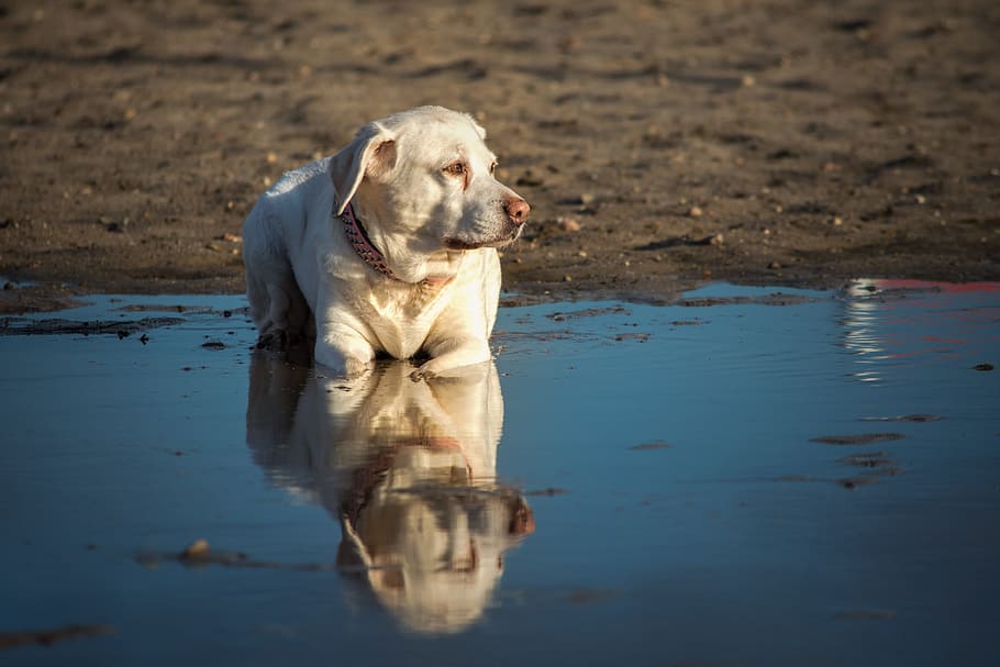 waters, animal, labrador, puddle, dog, pet, animal portrait HD wallpaper