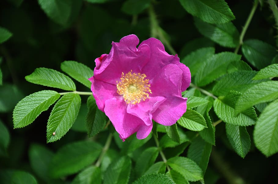 brian, bush, pink, flower, plant, flowering plant, leaf, plant part HD wallpaper