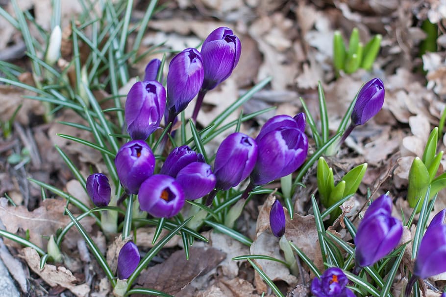 Crocus, Blossom, Bloom, Flower, Purple, garden, spring, nature HD wallpaper