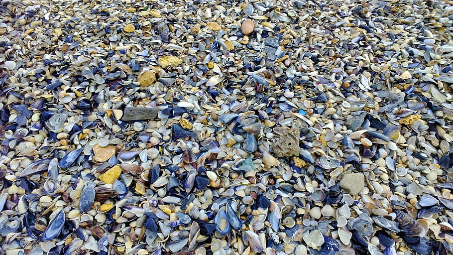 sea, beach, seashells, abundance, full frame, no people, large group of objects HD wallpaper