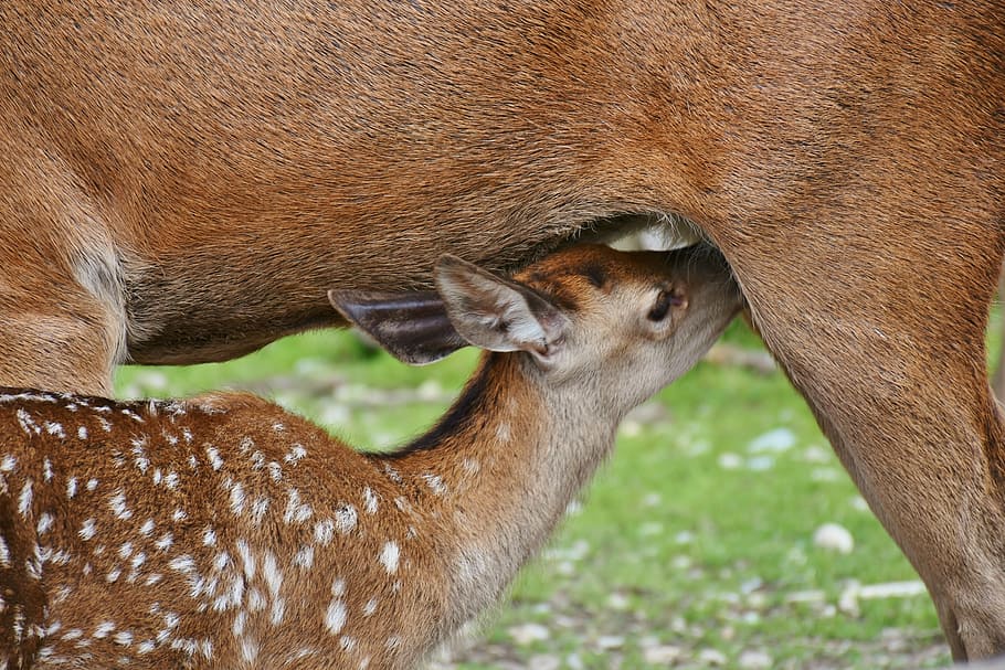 selective focus photography of doe breastfeeding, roe deer, kitz, HD wallpaper