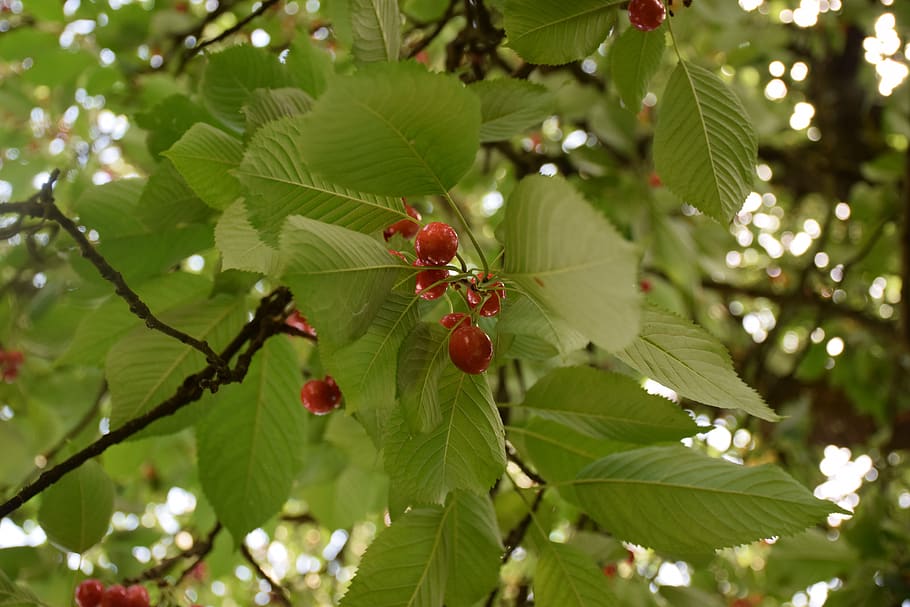 cherry, leaf, tree, fruit, freshness, juice, plant, white, bowl HD wallpaper