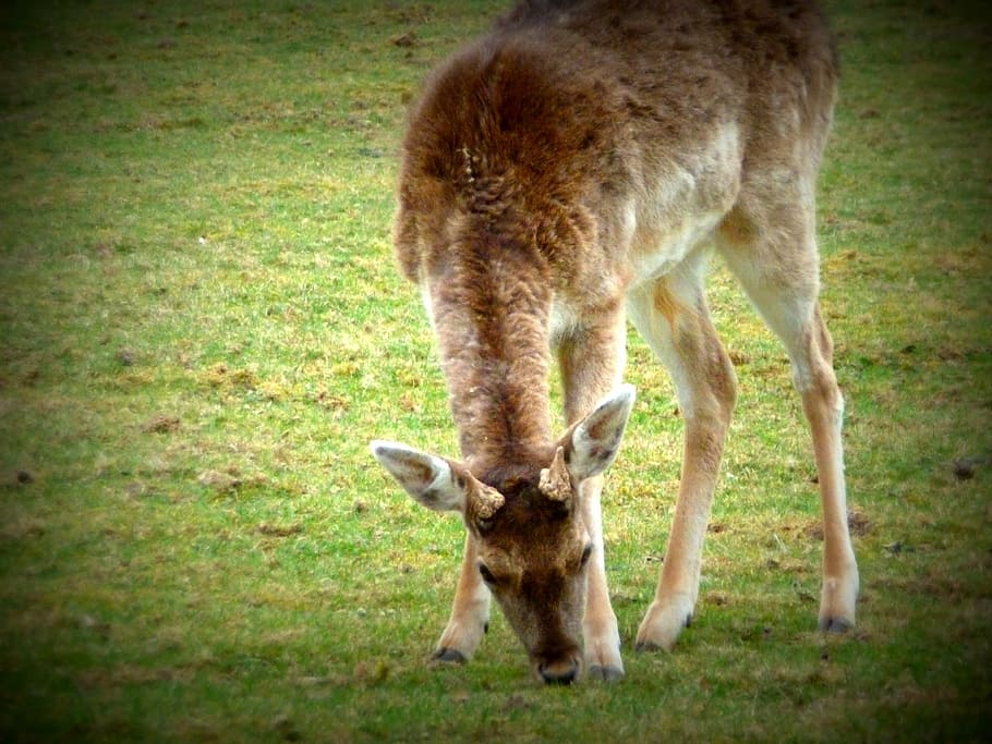 spring, roe deer, nature, wild, animal themes, mammal, domestic animals HD wallpaper
