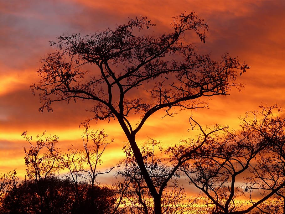 silhouette photo of trees during dusk, sun, sunset, sky, clouds HD wallpaper