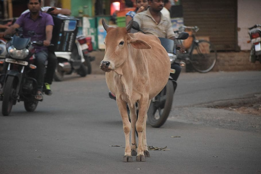 Cow, Street, Road, Road, City, Traffic, problem, one animal, HD wallpaper