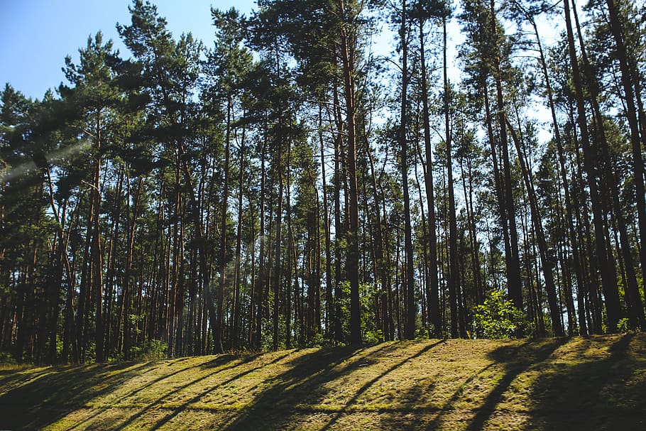 Shadow of the forest, conifer, evergreen, grass, growth, landscape HD wallpaper