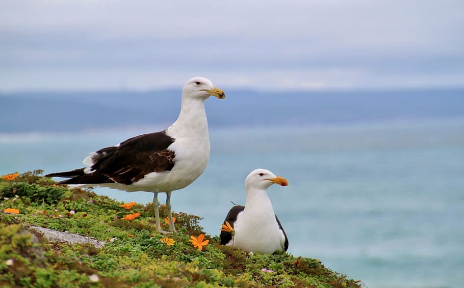 two seagulls on cliff, water, close, birds, animal, spring, bill, HD wallpaper