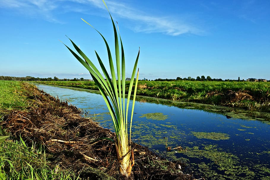 blade, growth, vegetation, ditch, water, meadow, polder, rural HD wallpaper