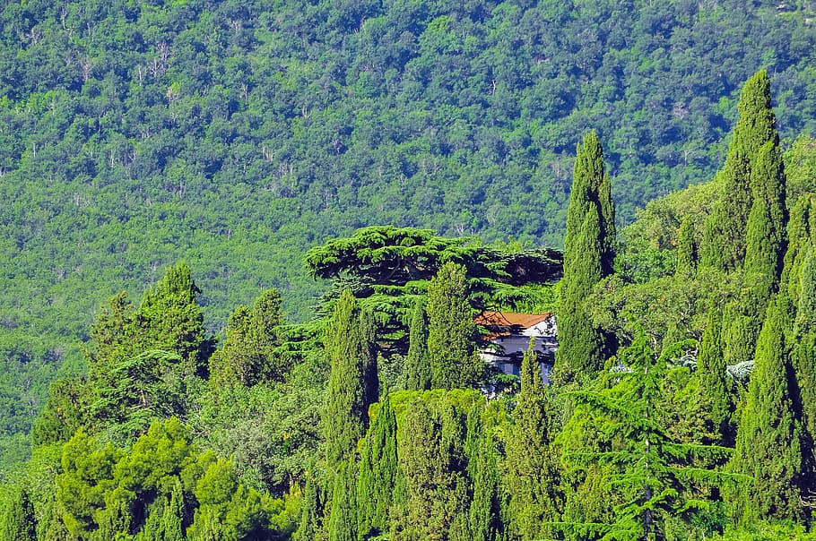 crimea, forest, pine, roof, greens, plant, green color, growth HD wallpaper