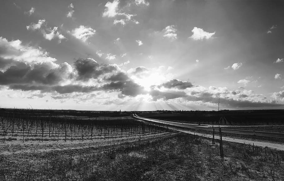 Sunrise, Freinsheim, Fields, cloud - sky, agriculture, rural scene HD wallpaper