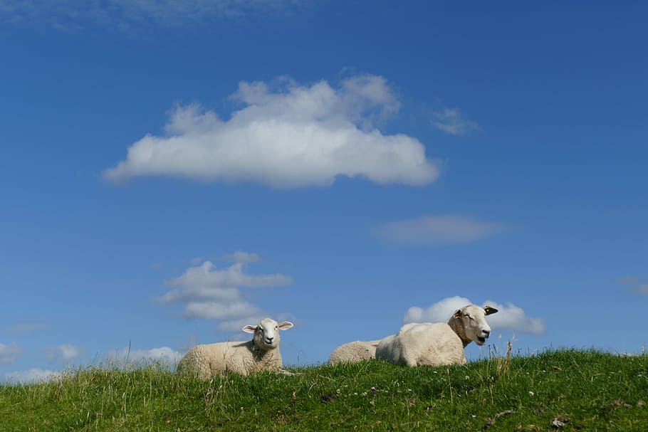 Sheep, Dike, Lamb, summer, schäfchen, grass, animals, wool HD wallpaper