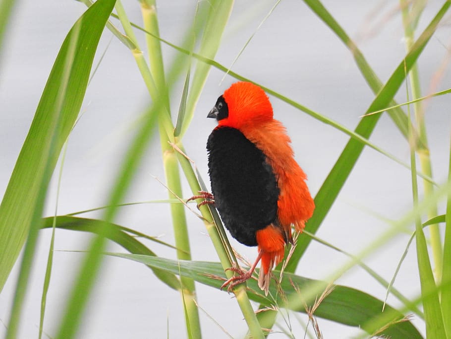 red bishop, wildlife, bird, colorful, season, nature, reeds, HD wallpaper