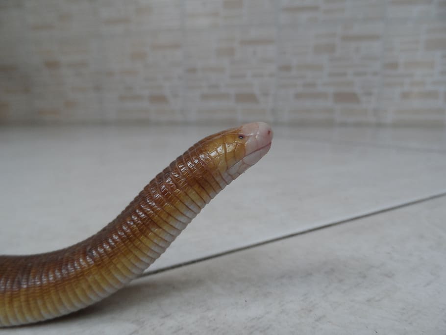 nature, reptile, lizards, animal, snake, crawling, wildlife HD wallpaper
