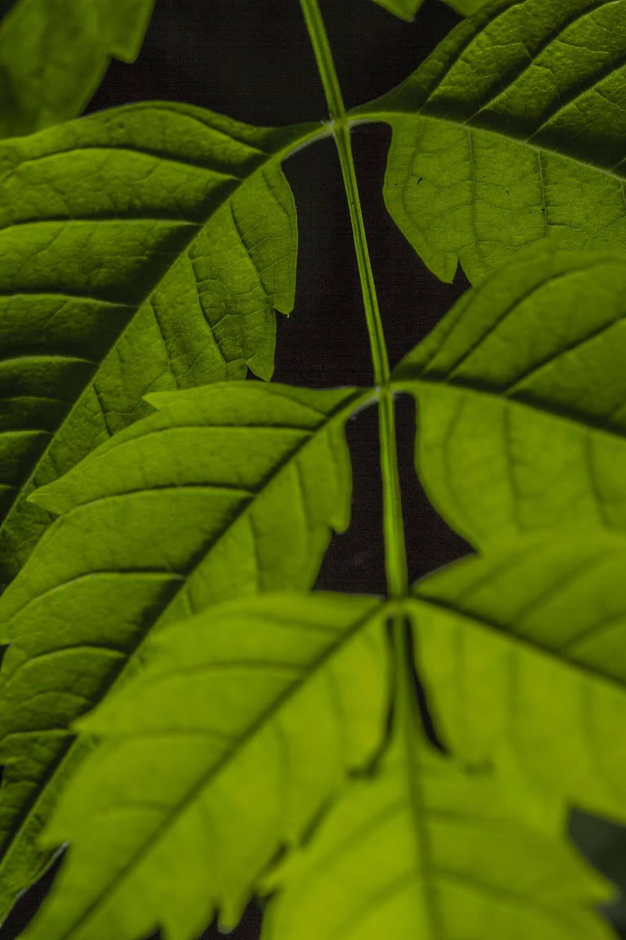 green, leaf, color, nature, fresh, close, natural, life, macro HD wallpaper