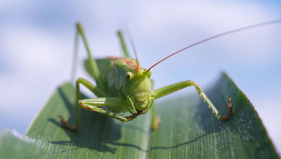 green grasshopper above green leaf closeup photography, viridissima HD wallpaper