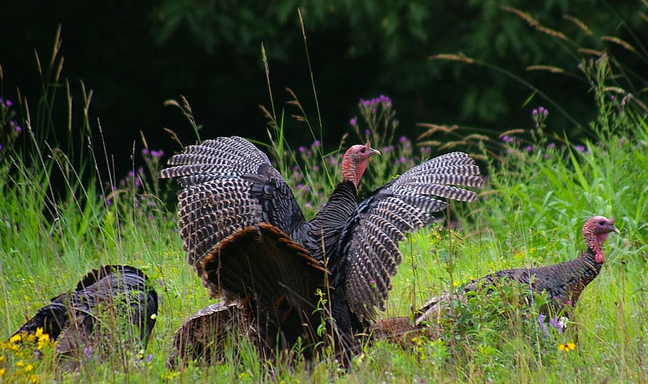 HD wallpaper: New Hampshire, Turkey, Turkeys, Birds, nature, outside ...