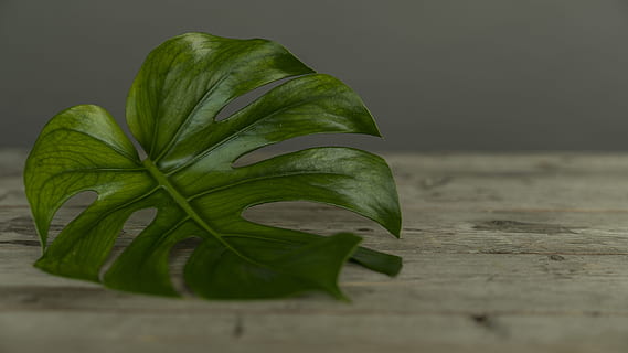 green leaf on brown surface, green leaf on table, Studio, shoot HD wallpaper