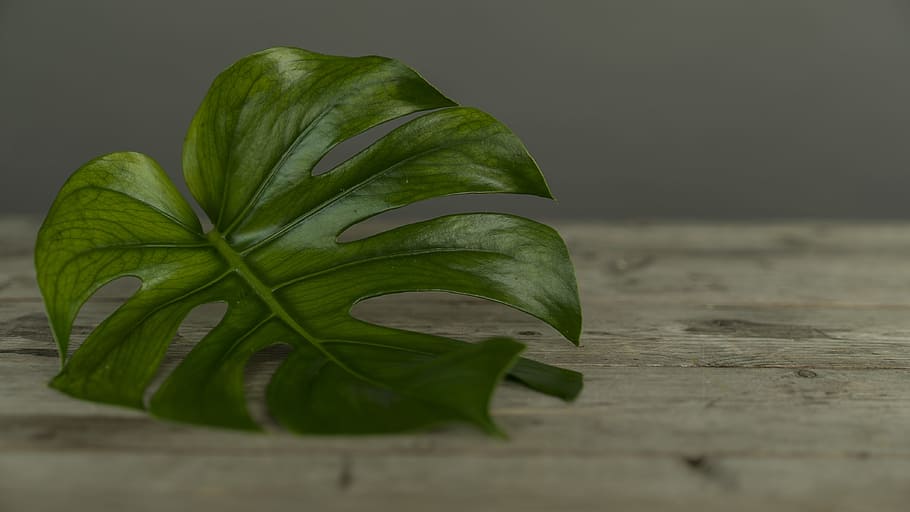 green leaf on brown surface, green leaf on table, Studio, shoot HD wallpaper