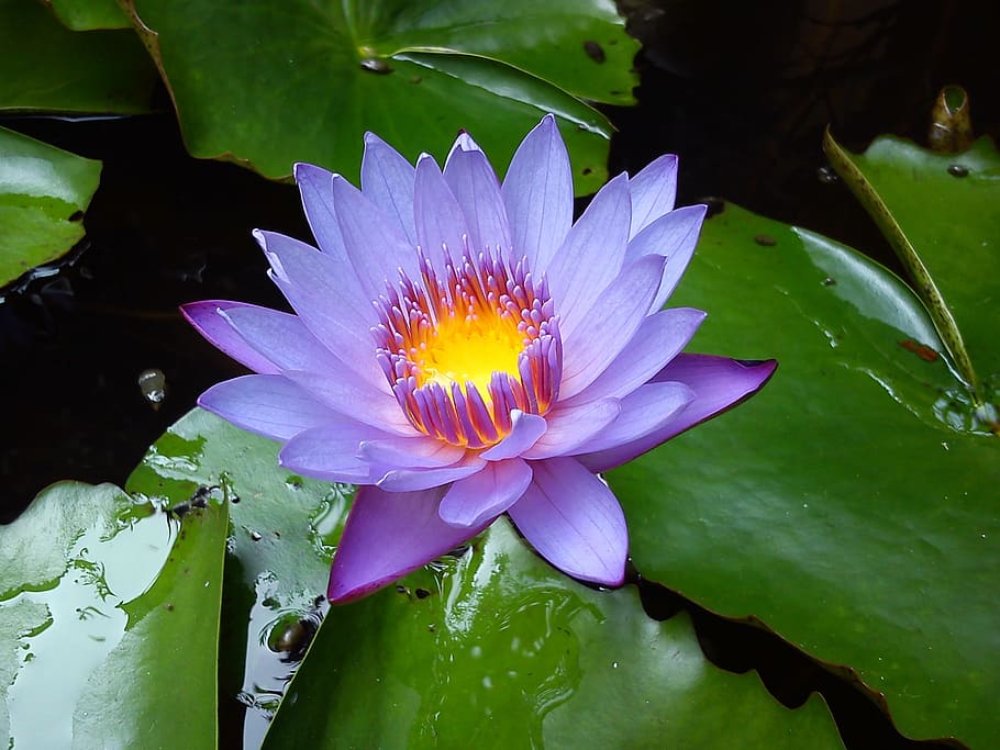 file-water-lily-1-jpg