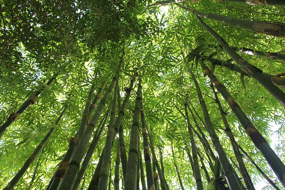 worm's eye view photography of bamboo trees during daytime, bamboo forest
