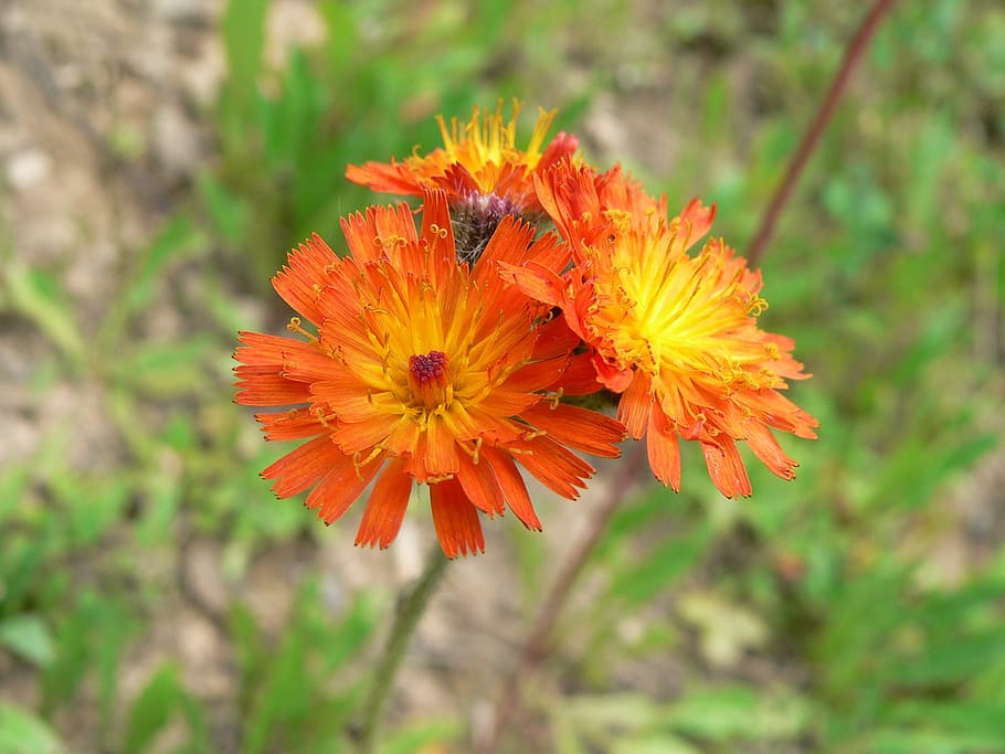 orange, flower, spring, plant, yellow, detail, flowering, summer HD wallpaper