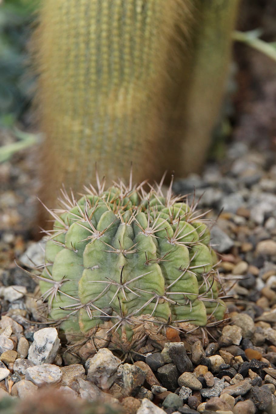 cactus, thorn, scratchy, nature, sharp, flora, macro, closeup HD wallpaper
