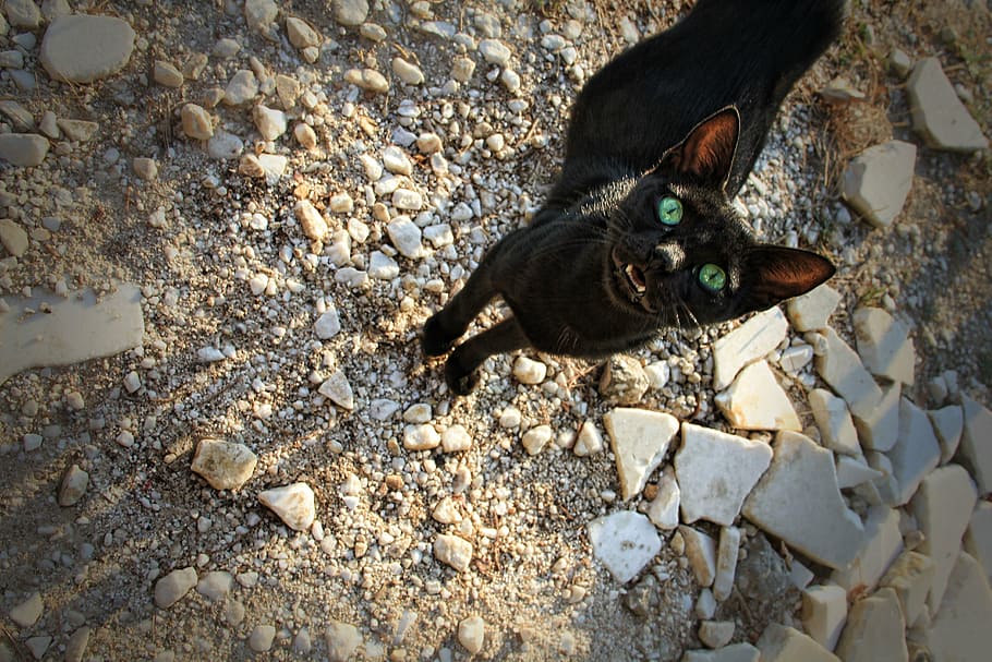 cat, black, view, stones, black cat, eyes, pet, animal, bird HD wallpaper