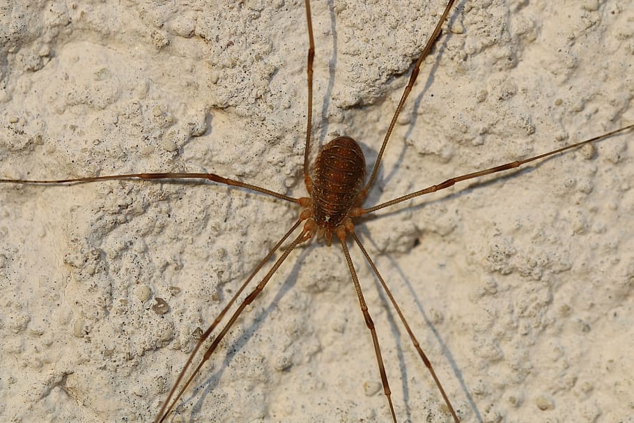 spider, nature, insect, wall, one animal, invertebrate, animal themes HD wallpaper