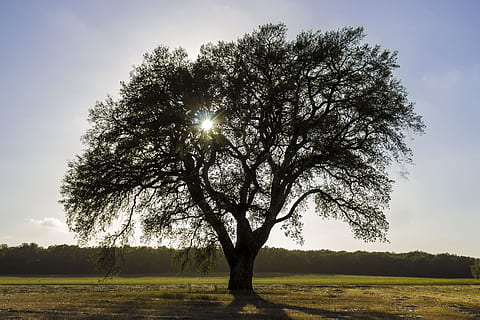 Tree, Sun, Stream, Nature, Ray, trees, sky, green, calabria HD wallpaper