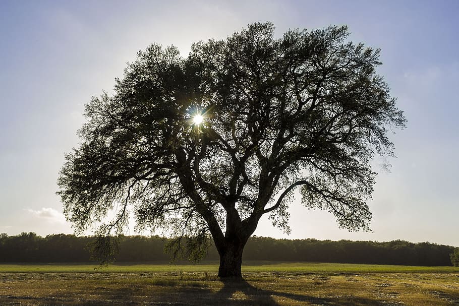 Tree, Sun, Stream, Nature, Ray, trees, sky, green, calabria HD wallpaper