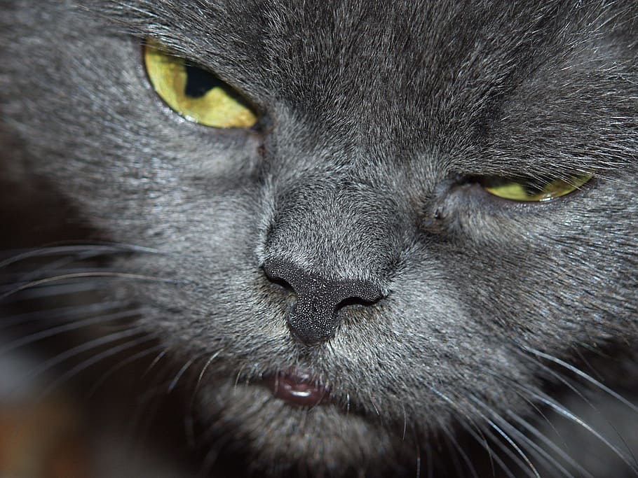 cat, eyes, nose, animal themes, one animal, mammal, pets, domestic animals HD wallpaper